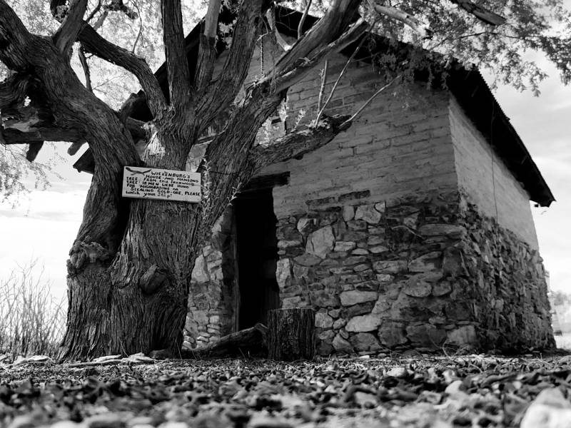 a tree in front of a large rock
