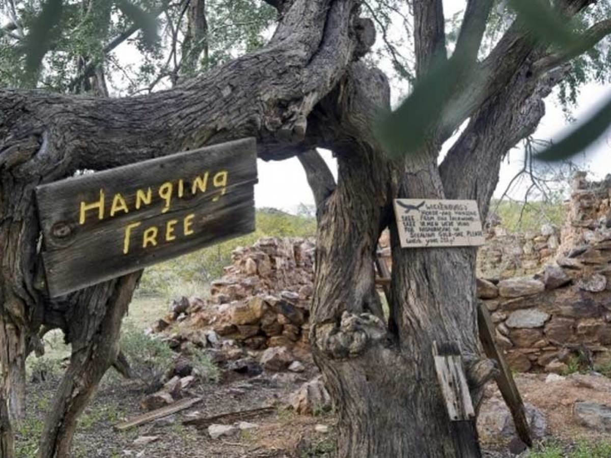 a tree in front of a large rock