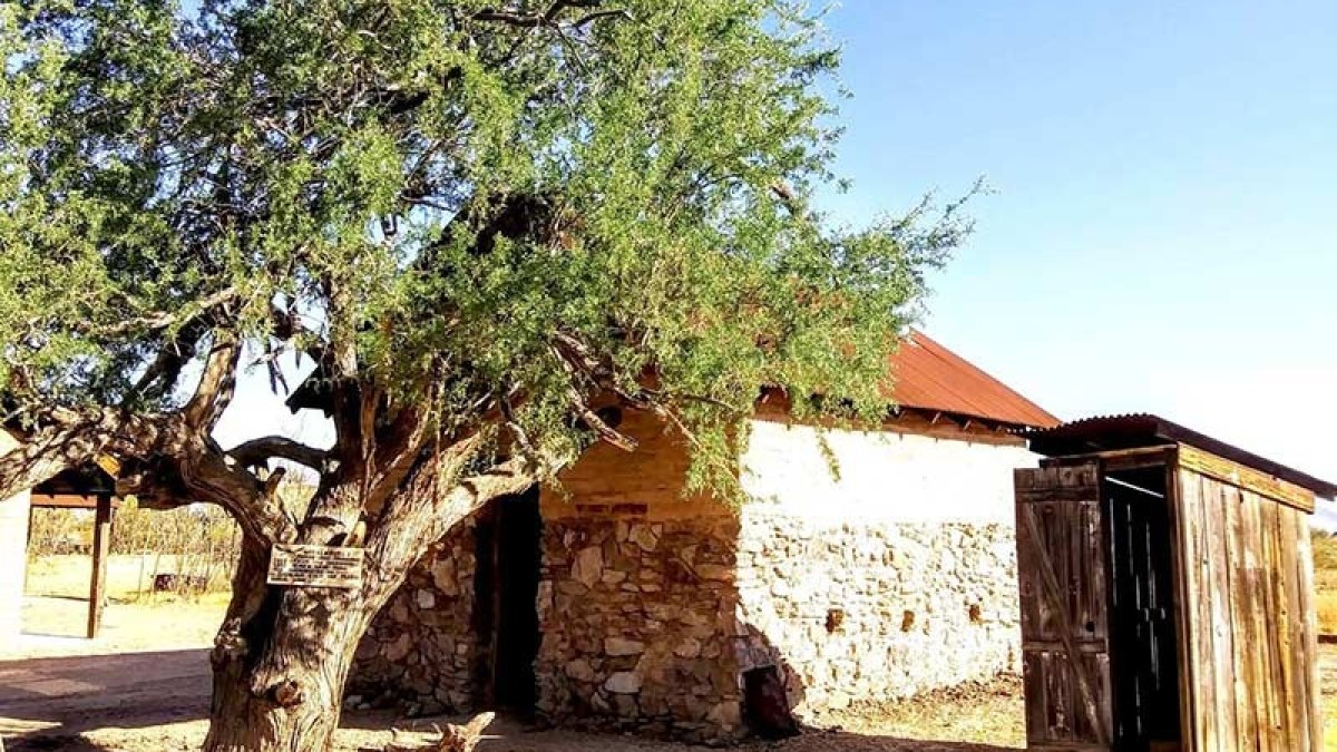 a tree in front of a building