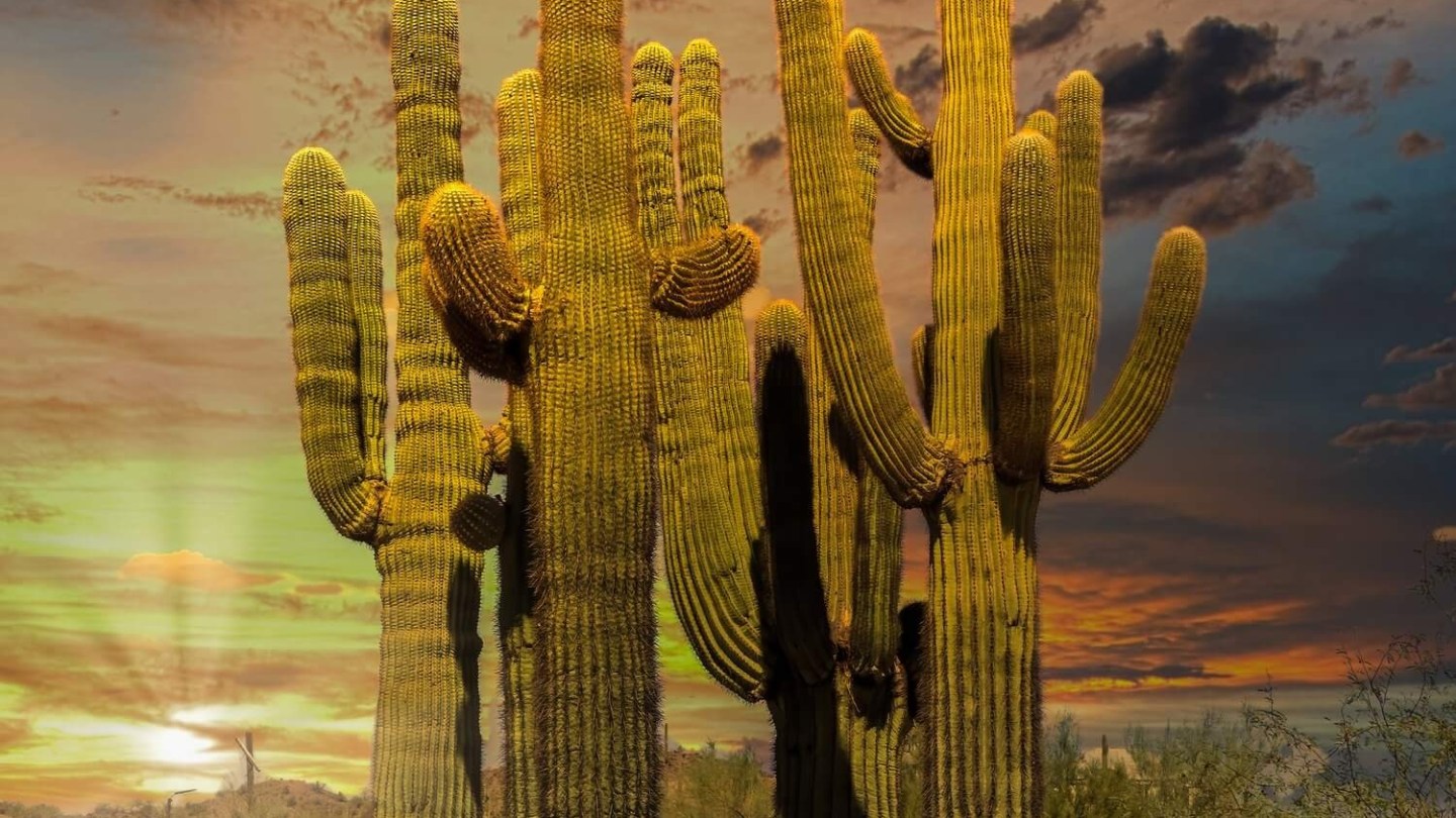 a close up of a cactus