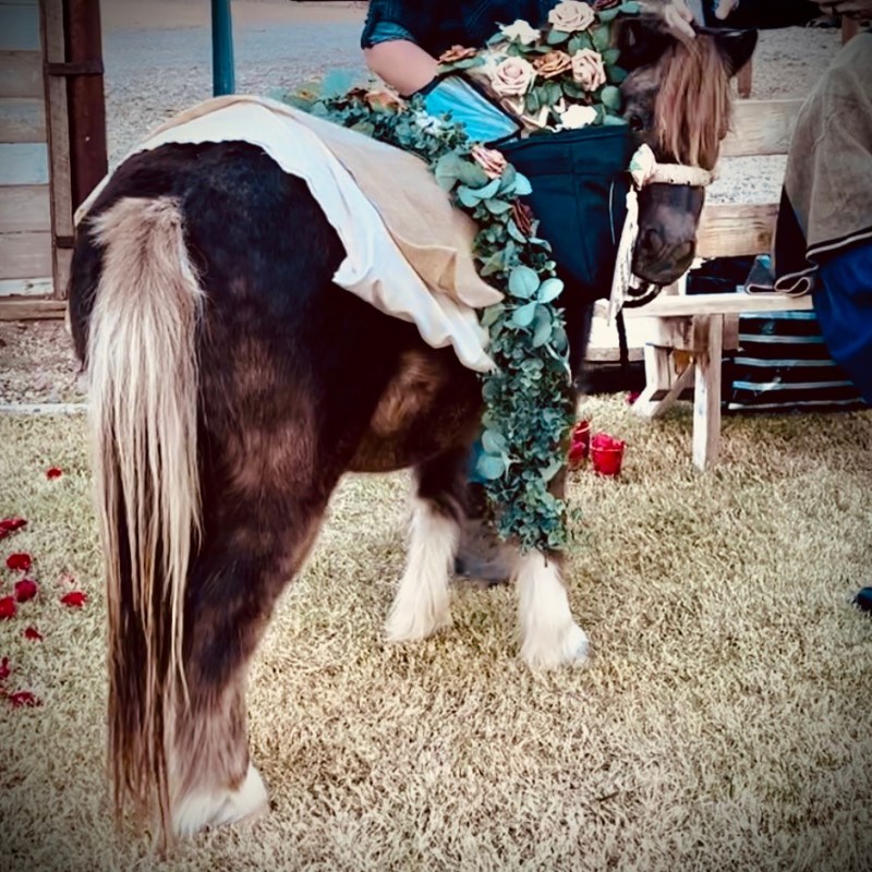 a person standing next to a horse
